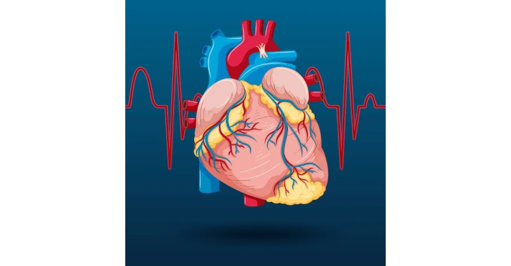 blood circulation in heart